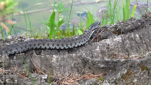 Kreuzotter (Vipera berus) photo