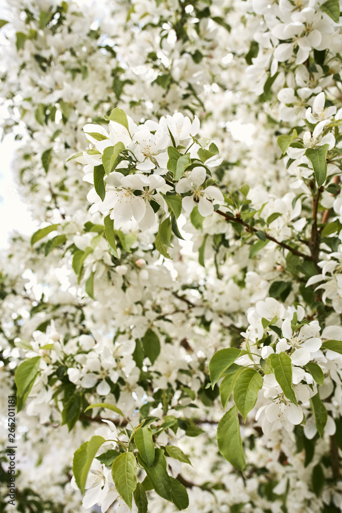 Detail of Spring, white cherry blossom flowers growing on tree branches Detail of Spring, white cherry blossom flowers growing on tree branches