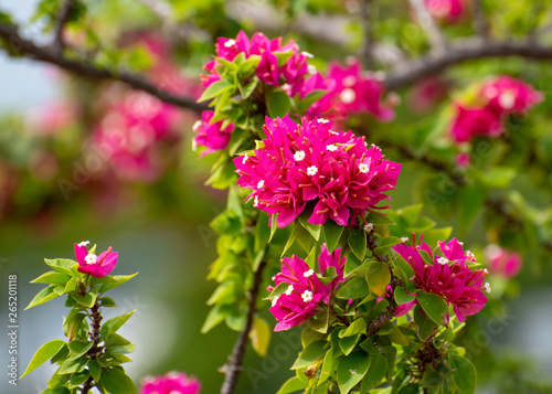 Wallpaper Mural Close-up of Red Bougainvillea Flower Torontodigital.ca