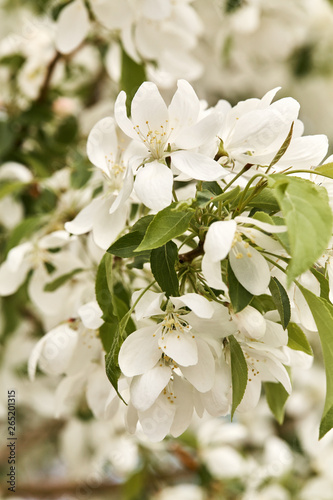 Macro detail of Spring, white cherry blossom flowers growing on tree branches © Jen Lobo