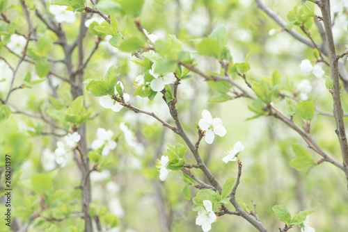 Cherry branches with white flowers, spring bloom, background. © Светлана Монякова