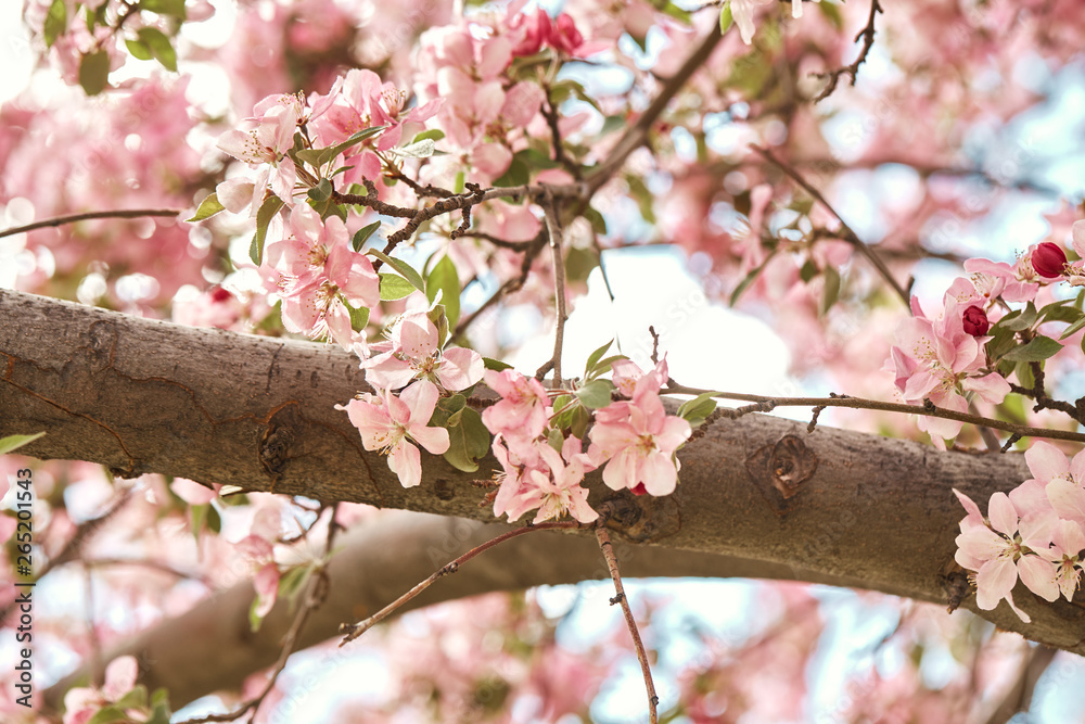 Macro detail of Spring pink cherry blossom flowers closeup. Prunus Macro detail of Spring pink cherry blossom flowers closeup. Prunus