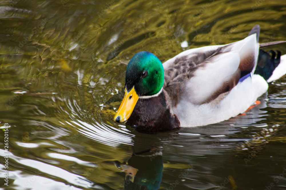Fototapeta premium duck