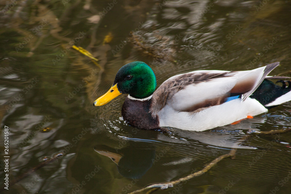 Fototapeta premium duck in water