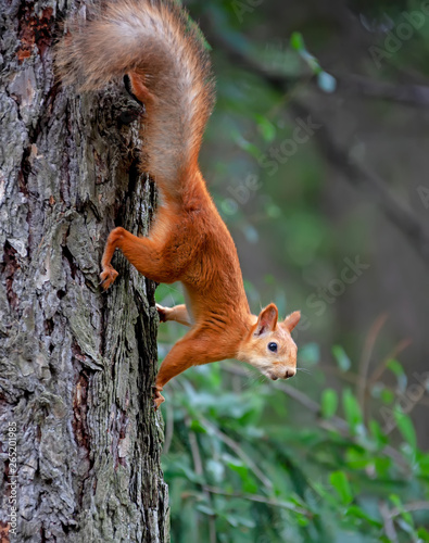 Squirrel on a branch in the woods.