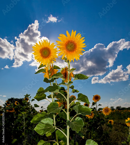Sunflowers against the blue sky.