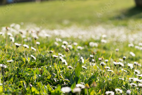 spring flower photo