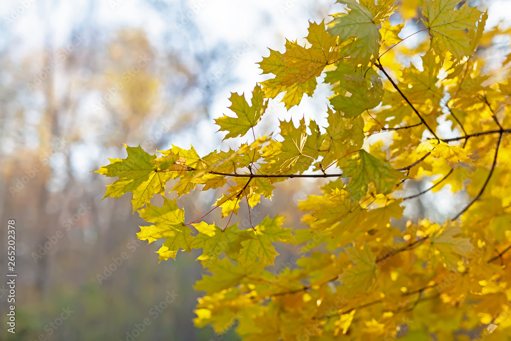 Yellow leaves of a maple, against the blue sky. Yellow leaves of a maple, against the blue sky.