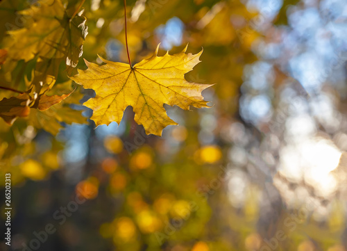 Yellow leaves of a maple, against the blue sky.