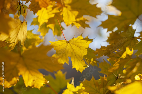 Yellow leaves of a maple, against the blue sky.