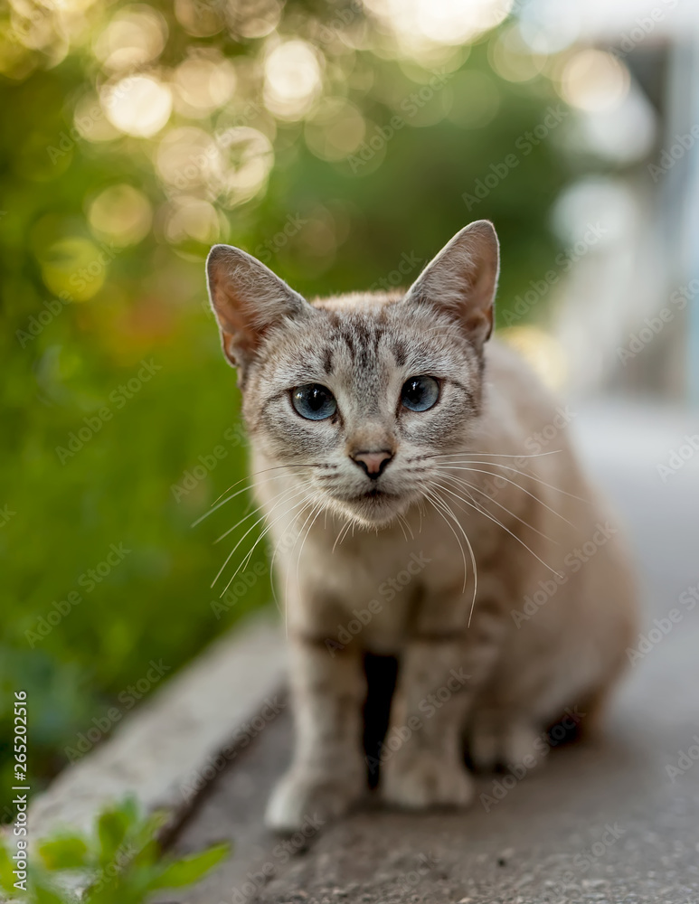 Cat living by itself. Against the green grass. Cat living by itself. Against the green grass.