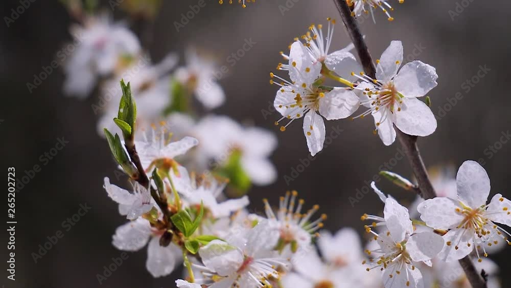 Cherry flowers in spring on a tree with raindrops Cherry flowers in spring on a tree with raindrops