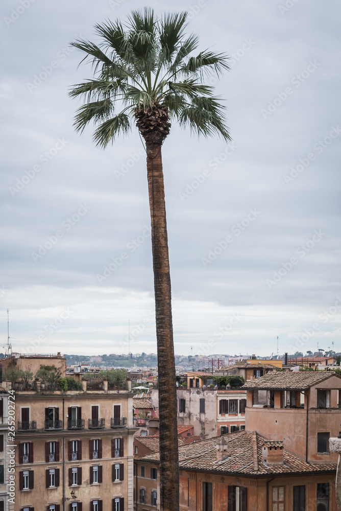 Palm tree overlooking an aerial view of Rome