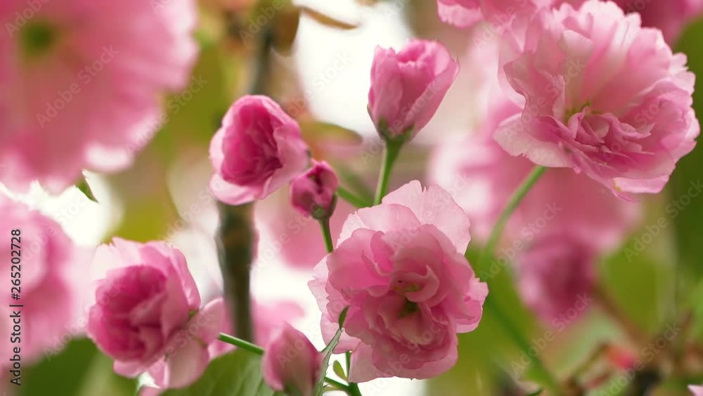 Closeup view of beautiful delicate pink flowers growing on tree on spring windy morning. Closeup view of beautiful delicate pink flowers growing on tree on spring windy morning.