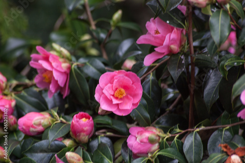 flowers in the garden