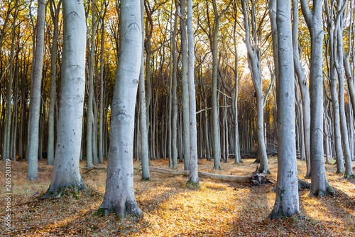 Sunset at Broadleaf Forest / Tall strong tree trunks at autumn forest against sunlight, Warnemünde, Mecklenburg, Germany