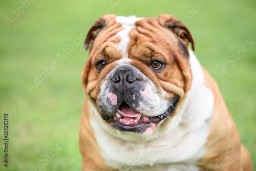 Portrait of beautiful English bulldog outdoor,selective focus © ltummy