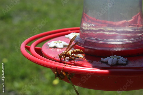 wasp on feeder photo
