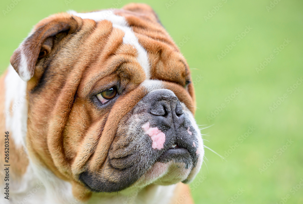 Portait of beautiful English bulldog,selective focus and blank space