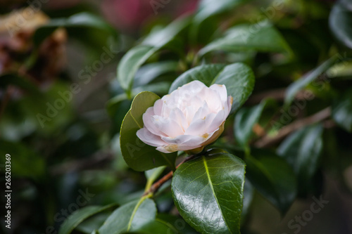 flower in the garden