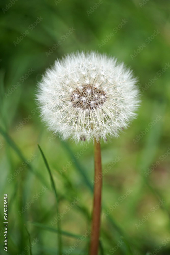 Closeup of wild dandelion head with all seeds still present Closeup of wild dandelion head with all seeds still present