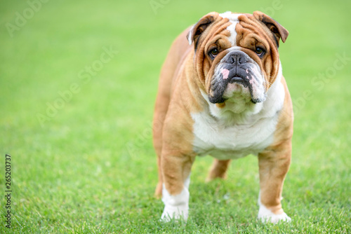 Beautiful English bulldog posing outdoor,selective focus and blank space photo