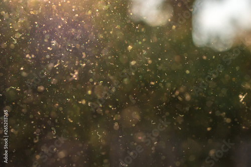 Staub, Pollen und kleine Partikel fliegen durch die Luft im Sonnenschein. photo