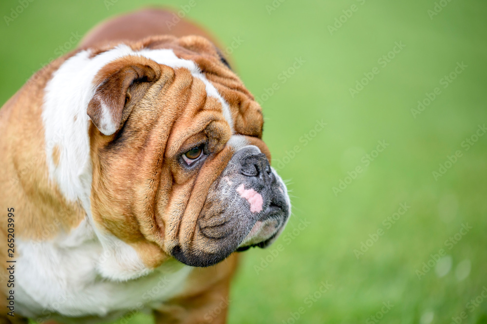 Profile portrait of beautiful English bulldog outdoor,selective focus and blank space