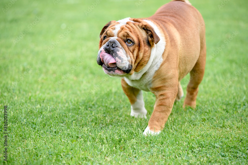 Funny portrait of beautiful English bulldog outdoor,selective focus