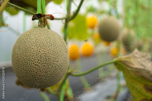 Melon cultivation in the gr...