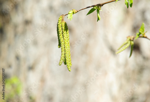 Ostrya carpinifolia buds photo