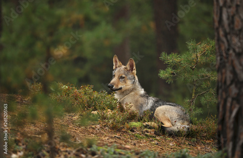 Young Grey wolf watching closely in autumn forest - Canis lupus lupus