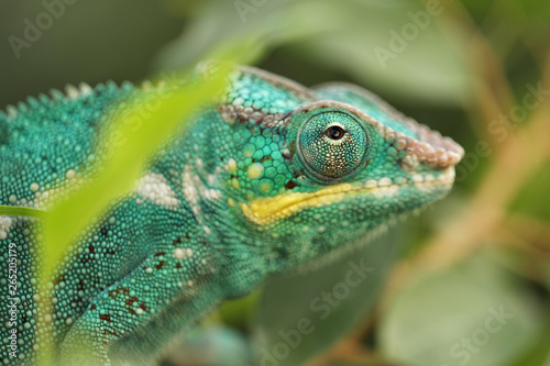 Panther Chameleon is brightly colorful chameleons that are indigenous in tropical forest