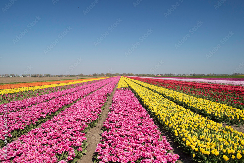 Flower beds with different colors of tulips up to the horizon, in a Dutch spring landscape
