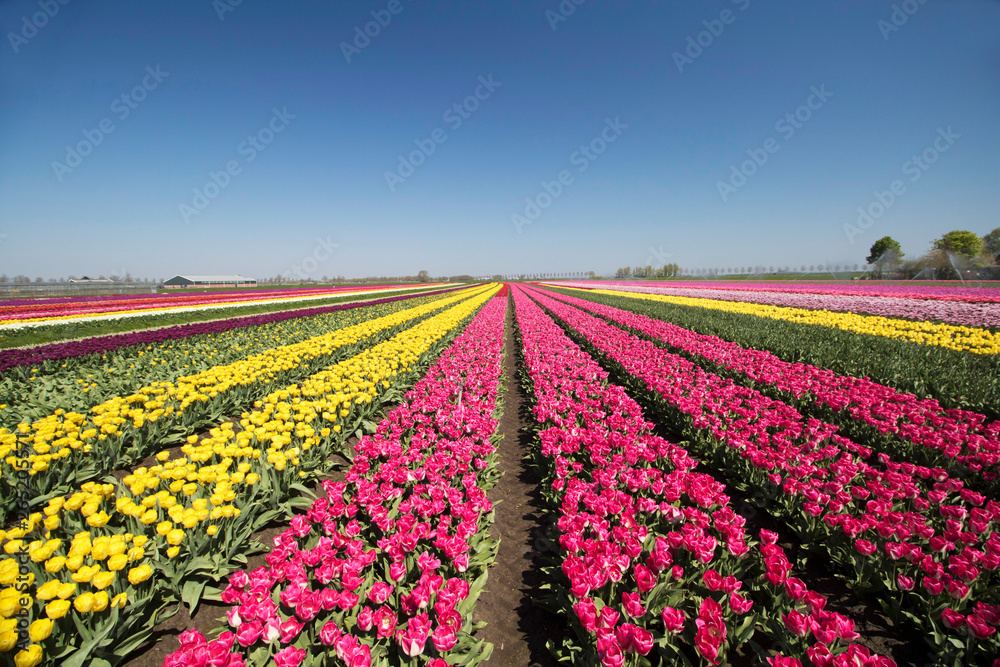Flower beds with different colors of tulips up to the horizon, in a Dutch spring landscape