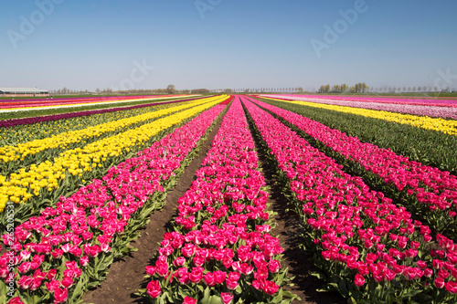 Typical Dutch landscape with contrasting colored rows of tulips up to the horizon in a spring landscape on a sunny day with a clear blue sky