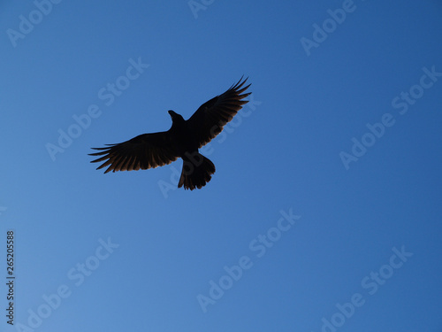 crow in flight