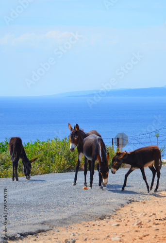 Fototapeta Naklejka Na Ścianę i Meble -  Several wild donkeys on the Cypriot countryside road in remote Karpaz Peninsula, Turkish Northern Cyprus. Blue sky in the background