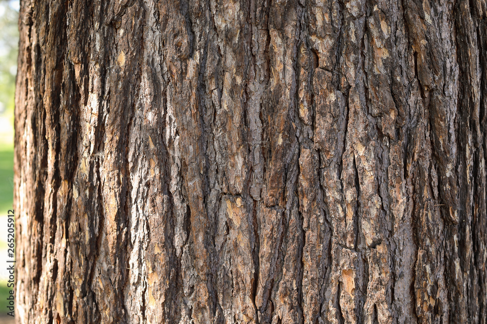 Beautiful Bark of Tree Trunk. Bright Sunny Day. Wood Background with Copy Space. Beautiful Bark of Tree Trunk. Bright Sunny Day. Wood Background with Copy Space.