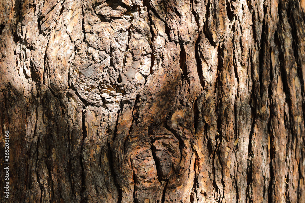 Old Wood Bark Texture with Bright Sunlight. Stylish Natural Background with Copy Space. Old Wood Bark Texture with Bright Sunlight. Stylish Natural Background with Copy Space.