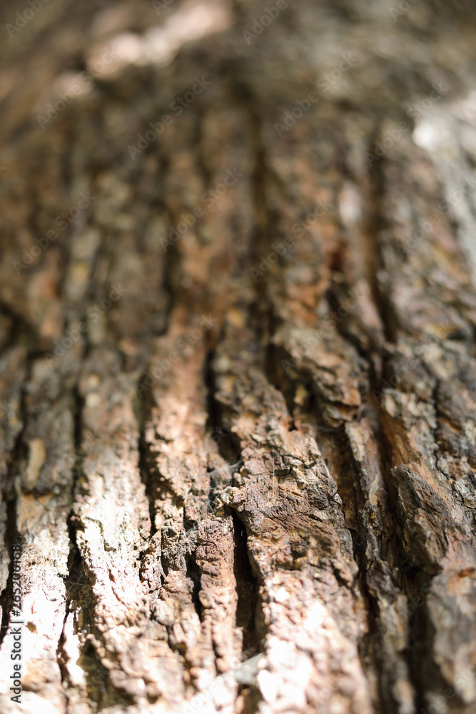 Abstract Blurred Background of Dark Wood Bark with Bright Sunlight. Natural Texture Element. Copy Space for Text. Vertical Image Abstract Blurred Background of Dark Wood Bark with Bright Sunlight. Natural Texture Element. Copy Space for Text. Vertical Image