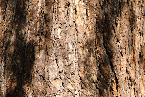 Close-up: Natural Bark Wood Texture with Beautiful Sunlight. Texture Elegant Element. Warm Tone. Bright Dark Background with Copy Space. 