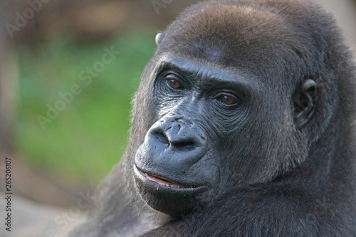 Dreamy look of a gorilla portrait © mauvries