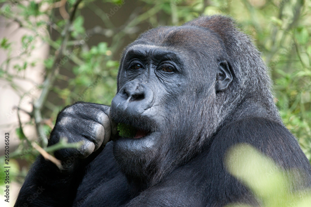 Obraz premium Portrait of a gorilla male monkey