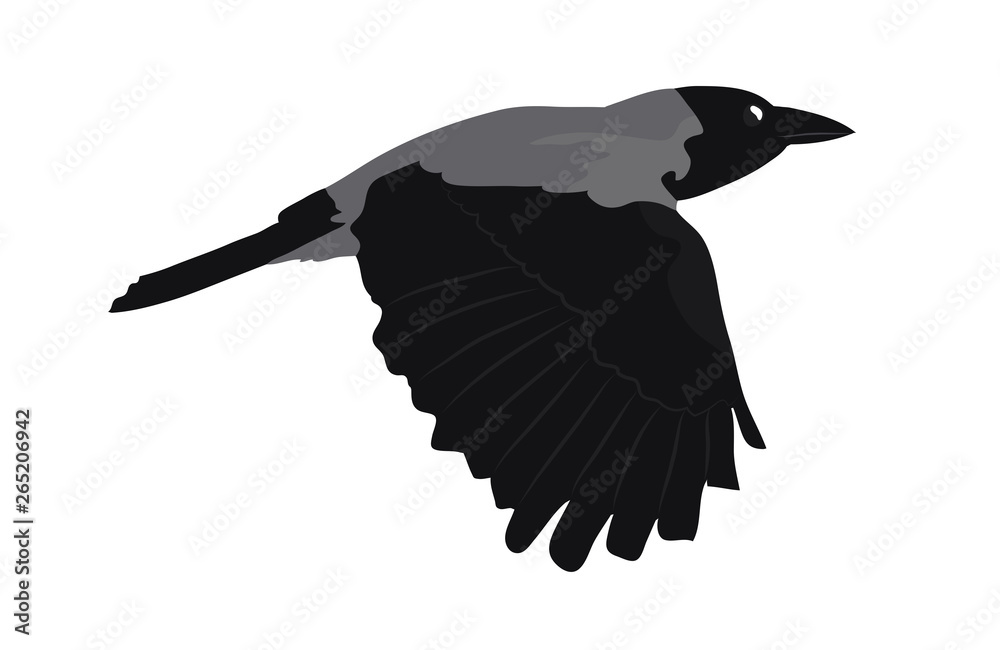 Fototapeta premium Hooded crow flies