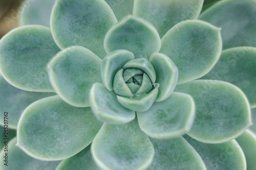 succulent plant flower photo