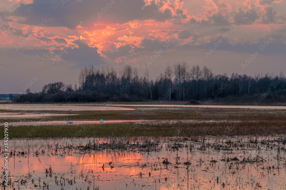 Biebrza Valley (Poland). Sunset over wet meadow