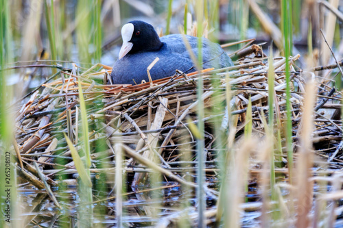 coot sitting on a nest of reeds photo