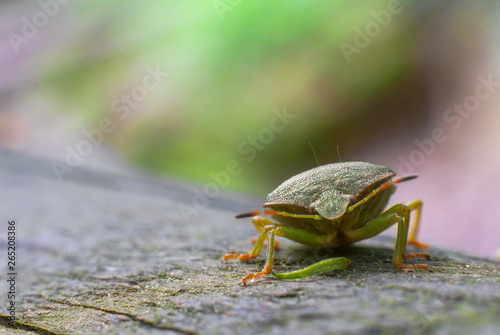 Macro shot of southern green shield bug (Nezara viridula) photo
