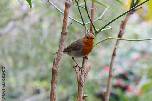 Robin perching on a branch in springtime